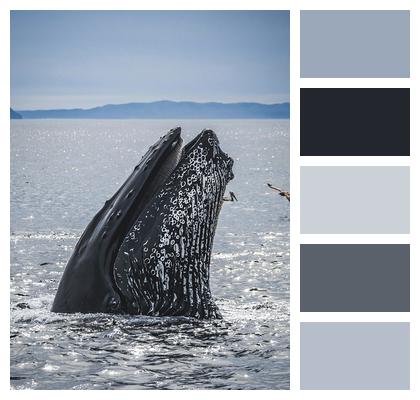 Humpback Whale Ocean Whale Image